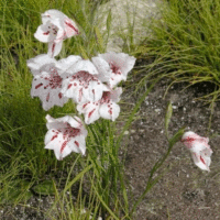 Gladiolus species