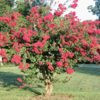 Lagerstroemia species