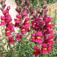 Antirrhinum species