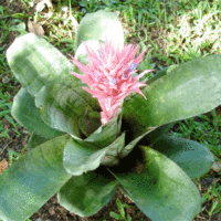 Aechmea fasciata