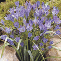 Brodiaea species