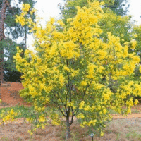 Acacia cultriformis