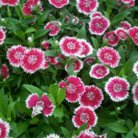 Dianthus