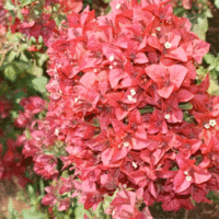Bougainvillea Bambino  Shaba PBR