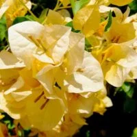 Bougainvillea Bambino  Siggi