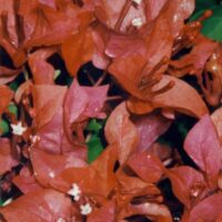 Bougainvillea Bambino  Toffi PBR