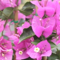 Bougainvillea Bambino  Zuki