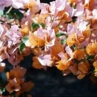 Bougainvillea Bambino  Juba PBR