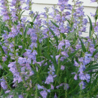 Penstemon heterophyllus