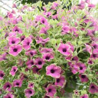 Petunia supertunia  Pretty Much Picasso