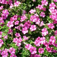 Petunia Supertunia  Raspberry Blast