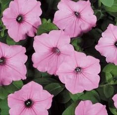 Petunia supertunia  Vista Bubblegum