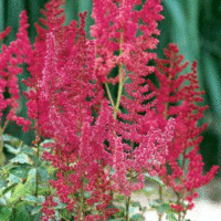 Astilbe x arendsii