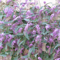 Hardenbergia violacea