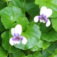 Viola hederacea