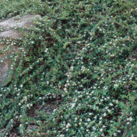 Cotoneaster dammeri Lowfast