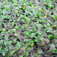 Leptinella squalida