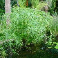 Cyperus alternifolius