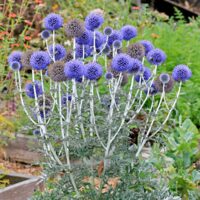 Echinops ritro
