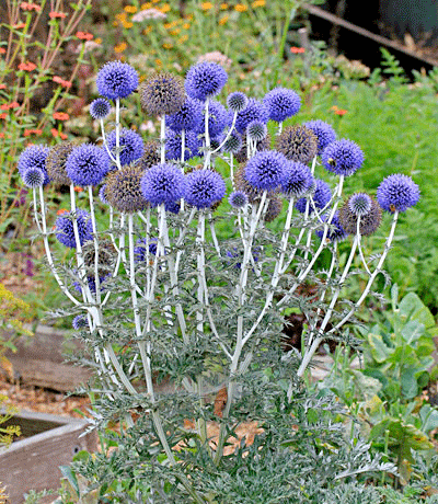 Echinops Ritro Veitch s Blue Globe Thistle Plantinfo Echinops Ritro Veitch s Blue Globe Thistle Plantinfo