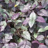 Hemigraphis colorata