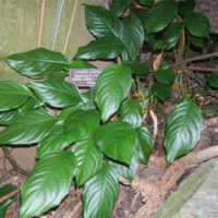 Aglaonema modestum