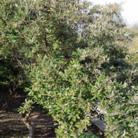 Anastrabe integerrima