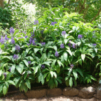 Dichorisandra thyrsiflora