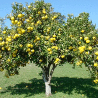Citrus paradisi