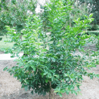 Citrus aurantifolia