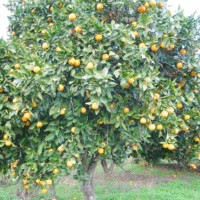 Citrus  sinensis