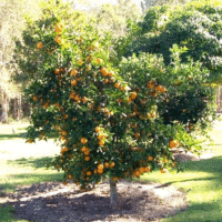 Citrus reticulata
