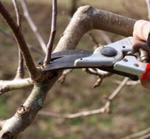 prune winter care