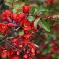 Chaenomeles speciosa