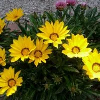 Gazania rigens