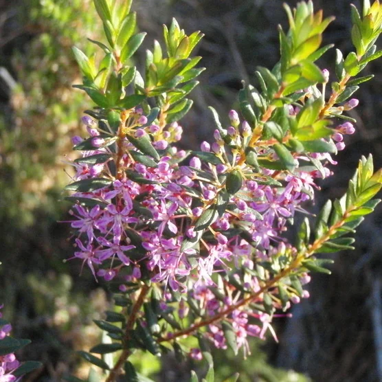 Agathosma ovata