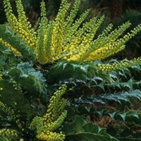 Mahonia lomariifolia
