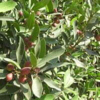 Acokanthera oppositifolia