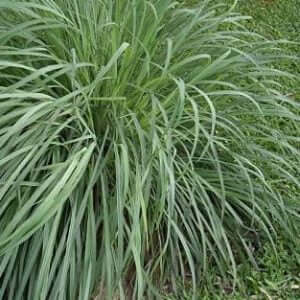 Cymbopogon nardus (Citronella Grass) - Plantinfo