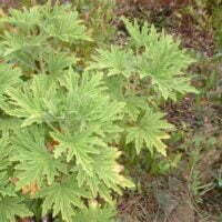 Pelargonium citronellum