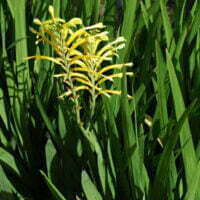 Chasmanthe floribunda