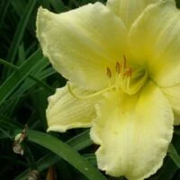 Hemerocallis Stella Supreme
