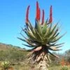 Aloe ferox