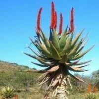 Aloe ferox
