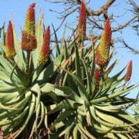 Aloe speciosa
