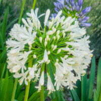 Agapanthus africanus ‘Albus’