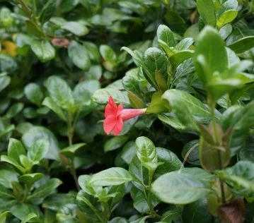Barleria repens ‘Rosea’