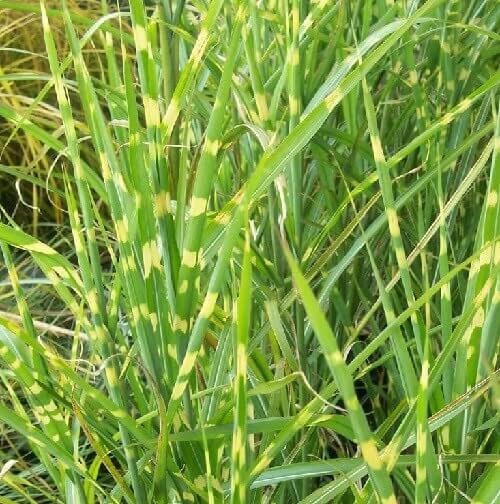 Miscanthus Sinensis Zebrinus Zebra Grass Plantinfo