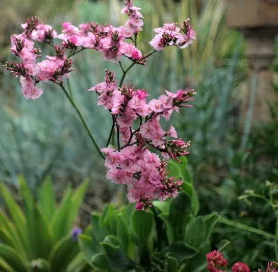 Afrolimon perigrinum (=Limonium perigrinum)