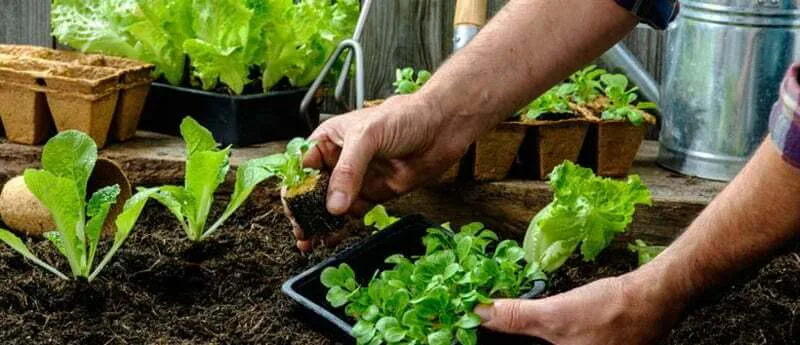 planting lettuce
